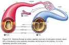 Arteries carry blood away from