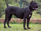 cane corso pronunciation