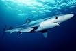 Blue shark - Wikipedia, the free encyclopedia
