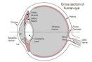 The Human Eye