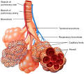 Anabolic Steroids News Blog » Steroids to minimize asthma attack ...