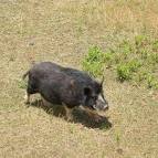 Potberry pig in Tennouji Zoo - via Daymix