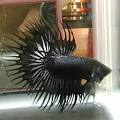 betta splendens serit « indobetta