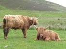 Most other cattle are reared for quick profits - for beef and dairy products - via Daymix