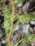 <b>Tripleurospermum</b> inodorum