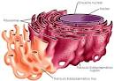 <b>Retículo Endoplasmático</b>
