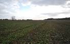 A field of Sugar Beet, near the Royal Military Canal - via Daymix