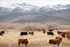 cattle ranch sierra nevada mountains photo -- Declan McCullagh ...