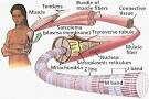 Muscular and Skeletal Systems
