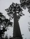 Mobile phone tree - via Daymix