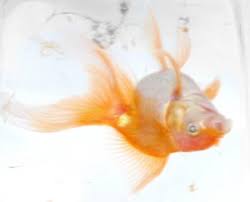 mainefishingtoday.com