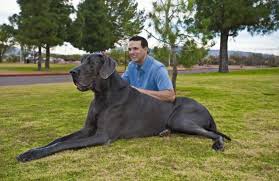 Le plus gros chien du monde ? - Page 2 Images?q=tbn:ANd9GcSJnthqTDY8anEqoyLImKA0F2jExmfCo4lORr5Y8mjkJNktPo20