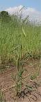 plant <b>Secale cereale</b>.jpg