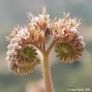 <b>Hydrophyllaceae</b> flower.