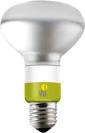 Esl Bulbs | The Modern Green