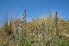This wild flower prefers light dry soils and is often found at the coast. - via Daymix