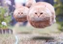 missile cat