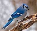 Eastern Bluebird, Identification, All About Birds - Cornell Lab of ...
