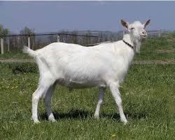 images?q=tbn:ANd9GcSKb4HS1XDnDUztrvogsiq380WuaR8WXm2MQkRnzcOwj99aKk6Q