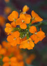 Wallflower - Plant Encyclopedia - BHG.