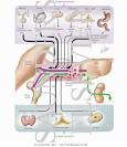 Hormonal Effects on Protein Anabolism and Catabolism - Netter ...