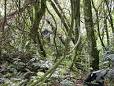 Bwindi Impenetrable National Park - Wikipedia, the free encyclopedia