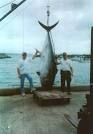 Photo of giant bluefin tuna