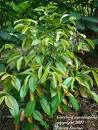 <b>Garcinia mangostana</b>- Family:
