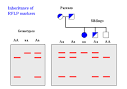 Restriction Fragment Length Polymorphism (