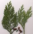 <b>Thuja</b>