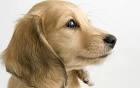 1440x900 Lovely Dog photography wallpapers9   Wallcoo