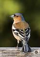 http://upload.wikimedia.org/wikipedia/commons/thumb/7/7c/Fringilla_coelebs_chaffinch_male_edit2.jpg/220px-Fringilla_coelebs_chaffinch_male_edit2.jpg