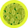 bordetella_pertussis.jpg