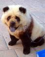 dog in china that looks like a panda bear