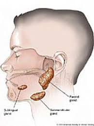 Nước bọt trong cơ thể Images?q=tbn:ANd9GcSL-4ULG0bo8ZTZ3P5-F8VXhKwZI8ObtWEzL0c9ATyX6Anvt4kNGw