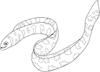 Eel coloring page