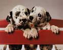 Dalmation Pictures and Images