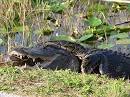 The Big Squeeze: Pythons and Mammals in Everglades National Park ...
