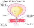 <b>Urinary incontinence</b> fact