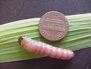 Iris Borer - Plant and Pest Digital Library Project, Purdue ...