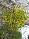 Mistletoe, All Saints Church - via Daymix