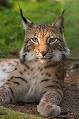 Lynx - Wikipedia, the free encyclopedia