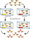 Evidence for speciation