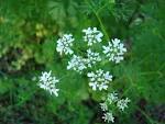 File:<b>Coriandrum</b> sativum