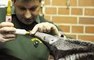 Baby anteater Benita is