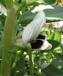 File:<b>Vicia faba</b> flower detail.
