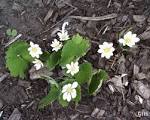 File:<b>Sanguinaria</b> canadensis 1.