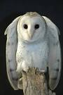 Barn Owl Boxes   Effective Rodent Control Barn Owl Boxes Owl