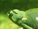 The Chameleon