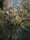 Pampas grass island. In the midst of a small lake on the Taddiforde Brook, - via Daymix